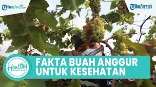 Fakta Konsumsi Buah Anggur Bagus untuk Kesehatan: Meningkatkan Sistem Imun & Atasi Kolesterol