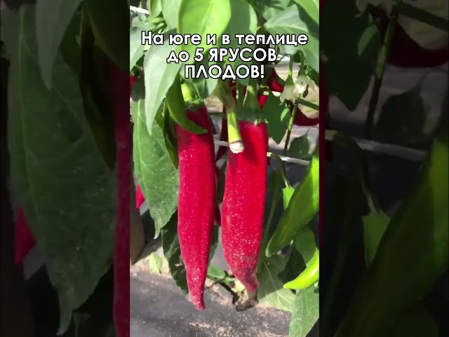 Стандарт поставки видео №1 Перец острый F1 Двойное изобилие 