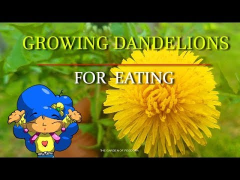 image-How long are dandelions in season?