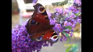 Black Coffee (Cover Lacy J. Dalton)