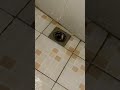 Python surprise: found a snake in a shower filter in Bali