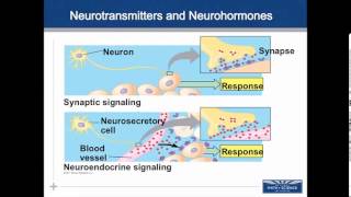 01 Endocrine & Cell Comm Intro to Communication