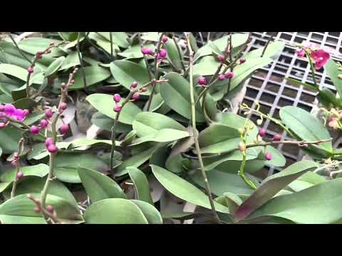 Mãn, đỏ dâu phân hạt nụ 50k 0974702106