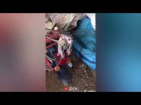 cat funny moments 2020