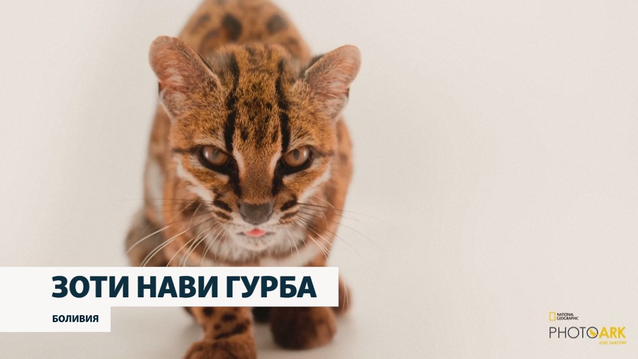 Дар Боливия зоти то ҳол номаълуми гурбаи ваҳшӣ кашф шудааст