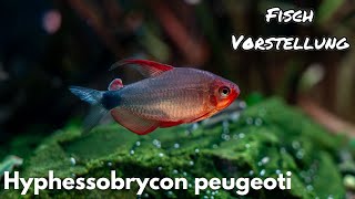Hyphessobrycon peugeoti | Liquid Nature Fisch Vorstellung