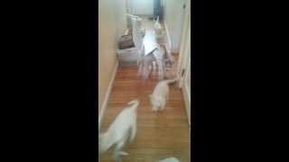 Puppy stampede