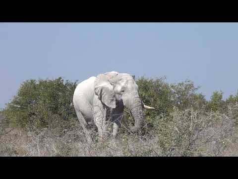 white elephant etosha