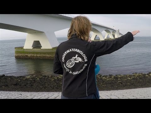 Duiken Zeeland inktvissen weekend - deel 3