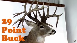 4 HUGE Kansas Record Book Whitetail Deer Mounts. One 29 Pointer.
