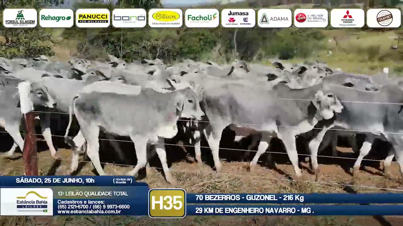 Vídeo LOTE H35 - 13º Leilão Qualidade Total 2022