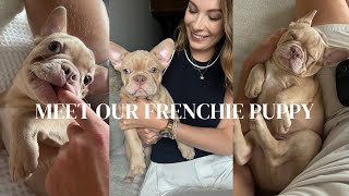 Meet Our French Bulldog | My First Puppy Experience