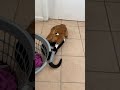 Cute Tuxedo Cat Fight