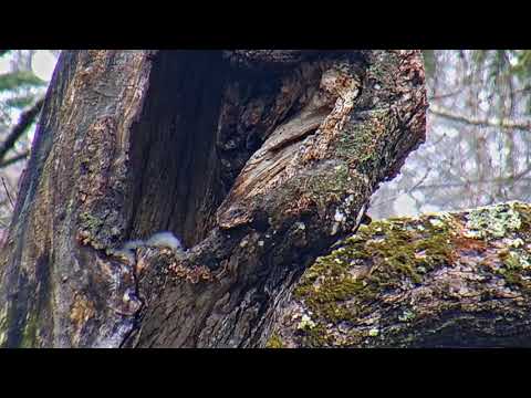 Barred Owl Chicks