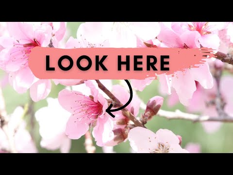 🌸 Unlock the Secrets to Seeing Japan's Cherry Blossoms in Full Bloom: 5 Tips you NEED to Know！