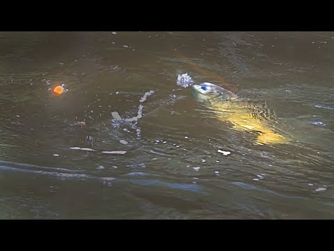 EPIC SALMON BOBBER DOWNS - Michigan Skein Fishing 2019
