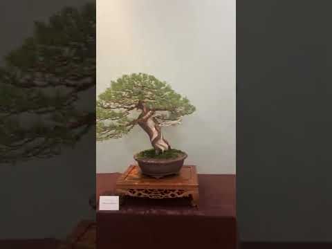 Viet Bonsai Today Association Show