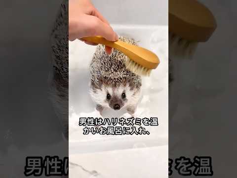 秋にハリネズミを引き付け、庭にいるときにハリネズミを保護するにはどうすればよいですか？  庭園