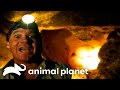 Steve Amazed At Mother Turtle And Her Eggs The Crocodile Hunter Animal Planet