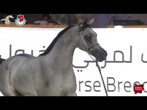 N 337 JA KANZ ALJAZEERA   Emirates AHBC