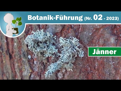 Flechte/Flechten - Teil 1/3 Flechtenkunde/Lichenologie (Wildkräuter, Pflanzen & Botanik-Wissen)