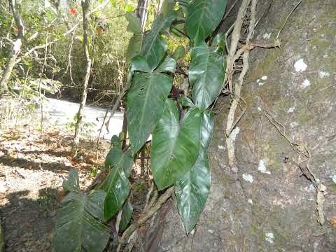 Imagen de Venta de Lotes y Terrenos en Ciudad colón - Mora Ciudad Colón - SAN JOSÉ