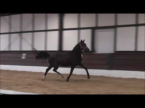 PAV ETEPETETE 2j. v. Del Sol - Niveau ONLINE-AUKTION