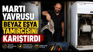 Martı Yavrusu Beyaz Eşya Tamircisini Karıştırdı