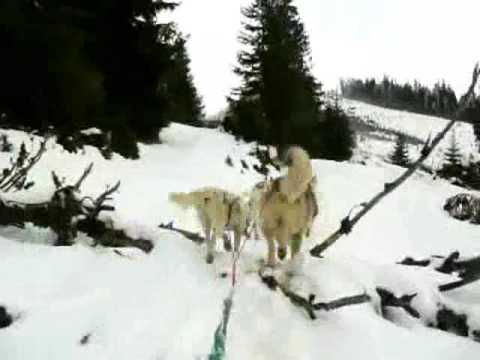 Kutyaszánozás a "Sárkány" sziklája felé - Erdély, Gyergyói-havasok