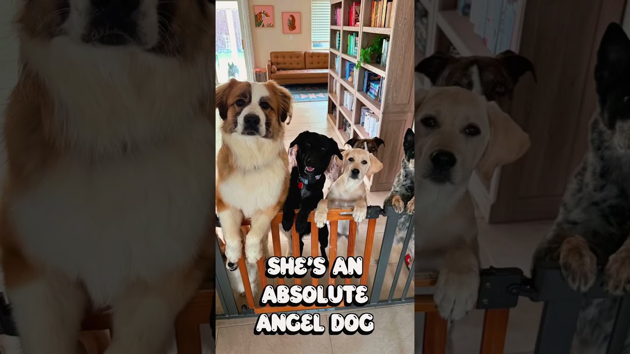 Melrose is perfect , an adopted mixed breed in Los Angeles, CA video 5/6