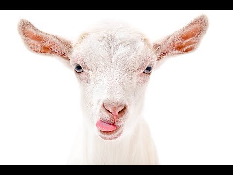 Goat's milk for puppies and kittens