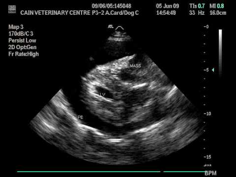 Haemangiosarcoma in the Right Atrium of a dog