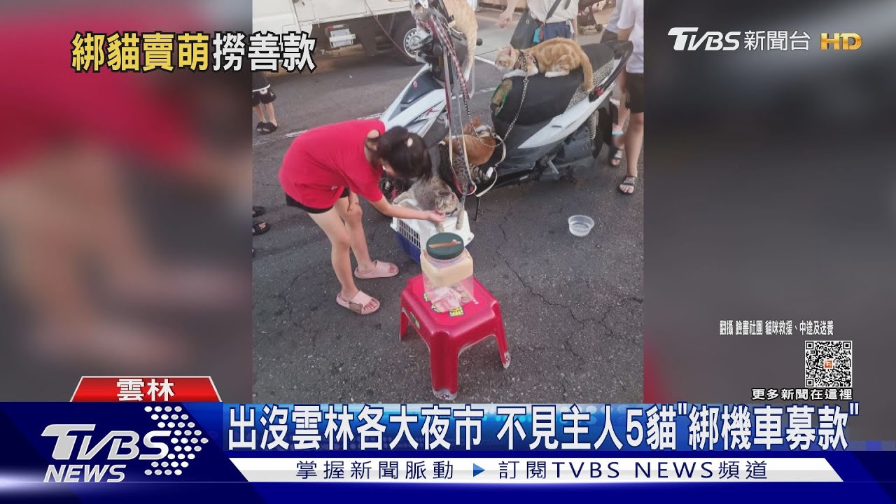 出沒雲林各大夜市 不見主人5貓「綁機車募款」
