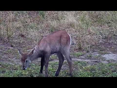 Djuma: Kudus, Impalas, Nyalas, Waterbucks and Warthogs - 13:11 - 03/06/2022