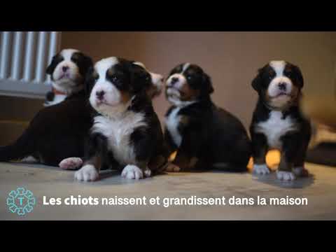 TIPAW - La douceur de nos chiens - Elevage de Bouvier Bernois et de bouledogue français