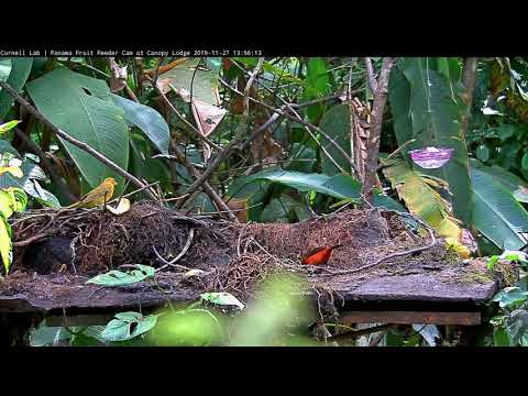 Subadult Male Summer Tanager And Crimson-backed Tanager Share The Panama Fruit Feeder – Nov 27, 2019