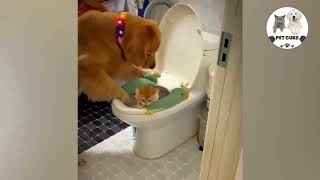 Golden Retriever Teaches Cat To Use Toilet Correctly!😂 #pet#fun