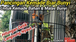 Download lagu PANCINGAN KEMADE AGAR BUNYI mp3 Download lagu PANCINGAN KEMADE AGAR BUNYI mp3