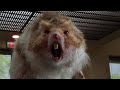 Nutty Professor II The Klumps Giant Hamster Attack