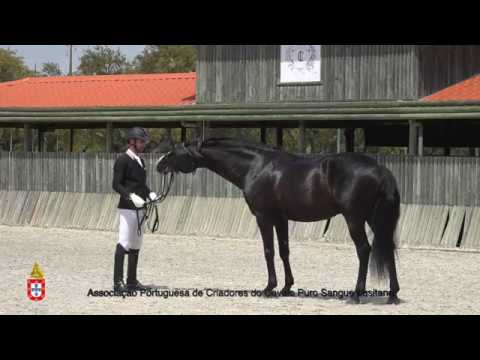 7 Liopo FS - Aprovação Extraordinária de Garanhões