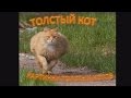 Самые толстые, смешные коты в мире 