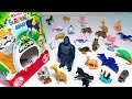 Sea Animals Wild Animals Penguin Dolphin Gorilla Horse Giraffe Penguin Koala Fish Hippo