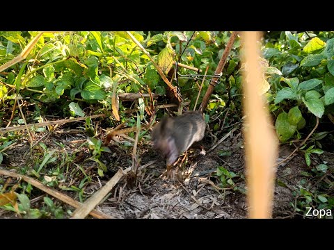 2025 Vaithang kam vawi 3 na,kan chaw hmeh pawh a pui leh e