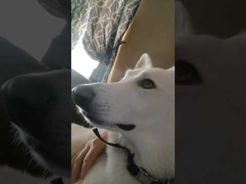 Lucy Singing her Favorite Song#wgsd #pianoman #dogsong