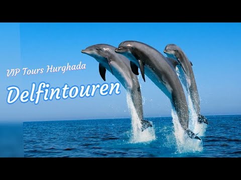 Delfine hautnah erleben auf unseren Delfin Touren - Hurghada, Ägypten Dolphin Trip