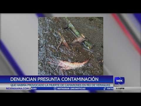 Denuncian presunta contaminación que habría provocado la muerte de camarones en río de Veraguas