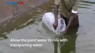 How to stock a fish pond