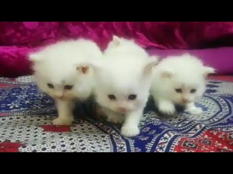 Cat kitten race | Vlogs By Muneeb