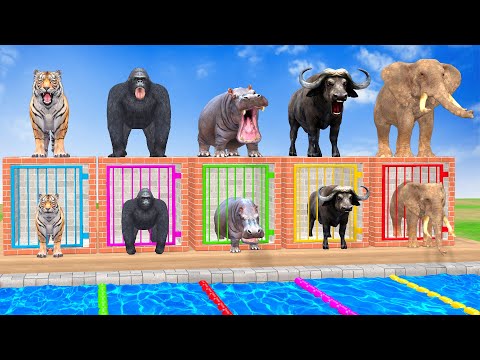 Long Slide Game With Cow Elephant Gorilla Hippopotamus Tiger - 3d Animal Game - Funny 3d Animals