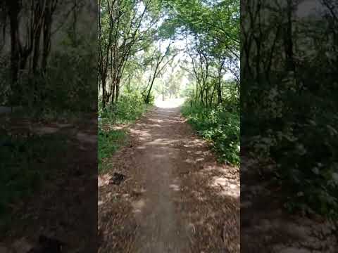 road through forest #shortaday Narrow lane #youtubeshorts